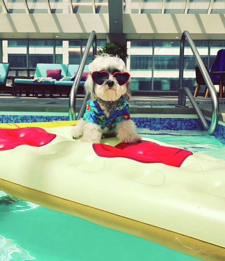 5 de los mejores hoteles del mundo para mascotas VIP