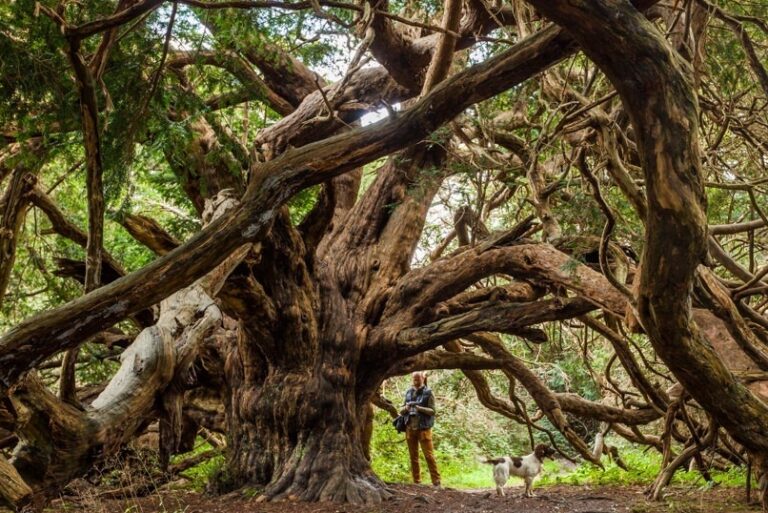 Los 5 bosques más sorprendentes del planeta