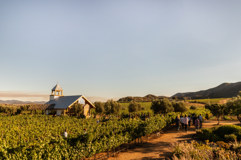 LA RUTA DEL VINO: ¿QUÉ HACER Y CÓMO EXPERIMENTARLA AL MÁXIMO?