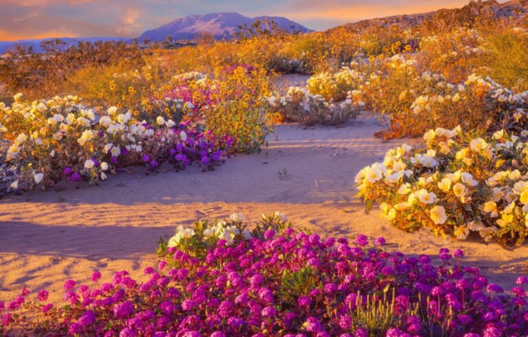 LOS 5 DESIERTOS MÁS INUSUALES DEL MUNDO