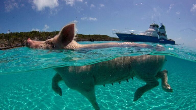 Esta es la íncreible Isla de los Cerdos en Bahamas