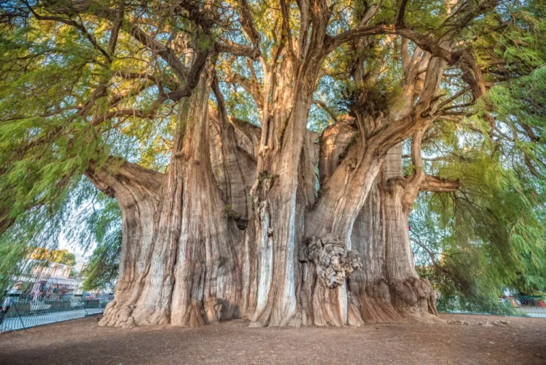 Visita uno de los árboles más antiguos del mundo en México
