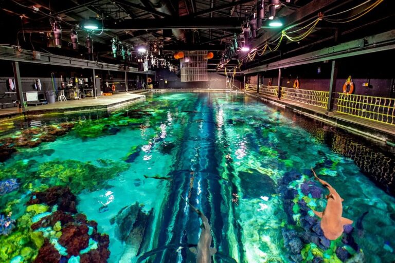 SeaWorld: «Ultimate Shark Experience», la experiencia de edición limitada que no debes perderte