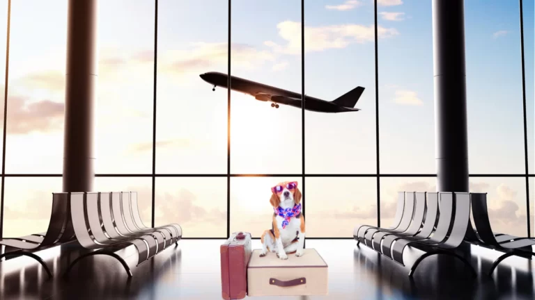 Éstas son las 9 aerolíneas más pet friendly del mundo