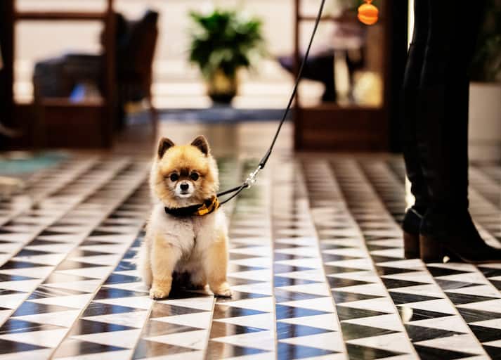 Hilton dará comida gratis a sus huéspedes caninos en el Día Internacional del Perro