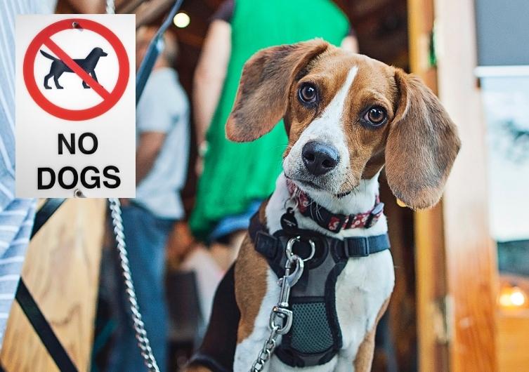 Destinos Emblemáticos donde la entrada de Mascotas está prohibida