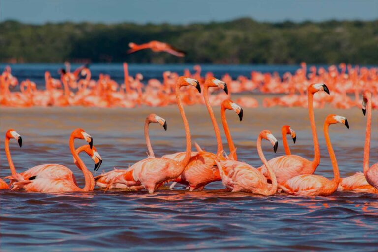7 playas mexicanas poco conocidas para disfrutar, una con miles de flamencos