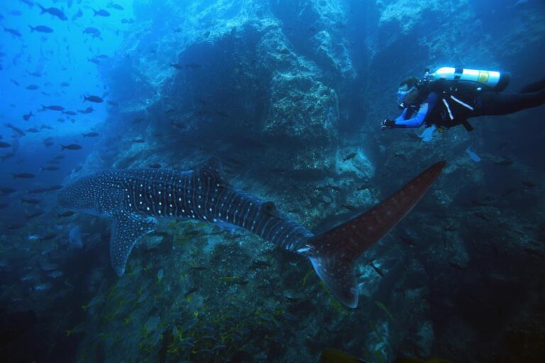Bajo Alcyone en Costa Rica: Una de las mejores inmersiones con tiburones del mundo