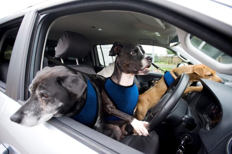 Los 6 mejores automóviles del 2024 para perros