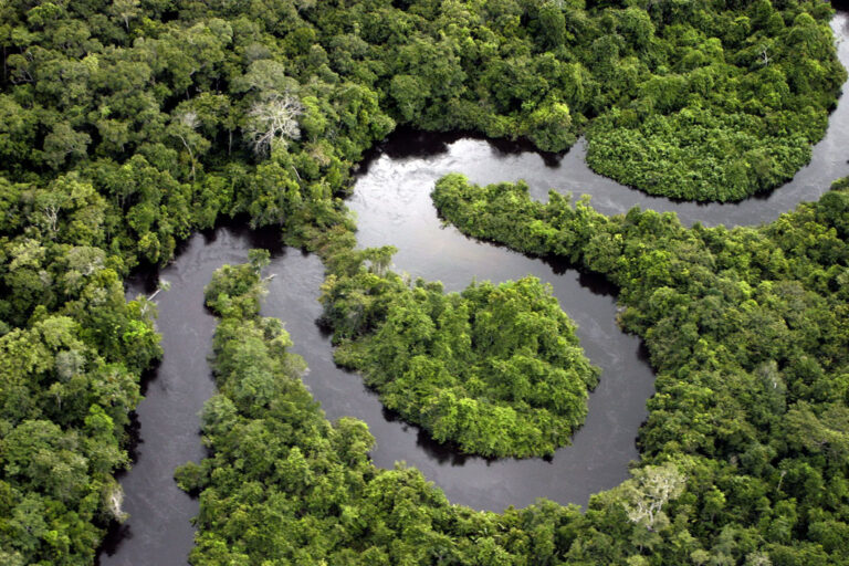Los 5 países con mayor superficie de selva tropical del mundo