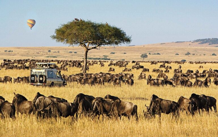 Los mejores destinos para los amantes de los animales