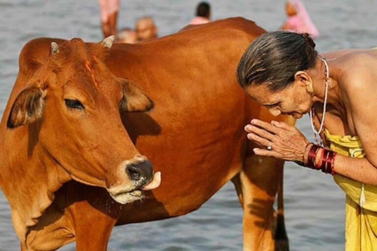 Top 5 Países del Mundo con Animales Sagrados