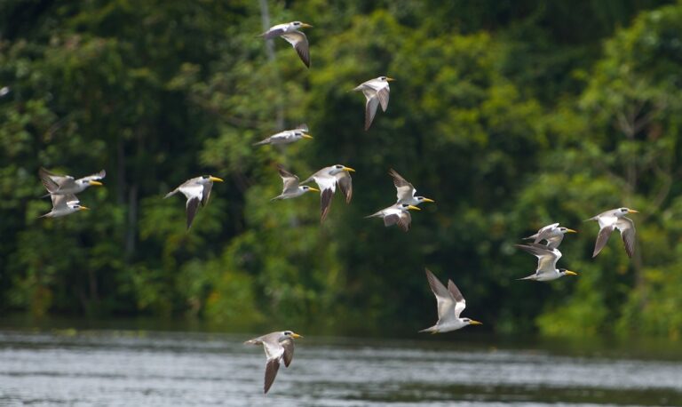 Los países más fascinantes para la observación de aves