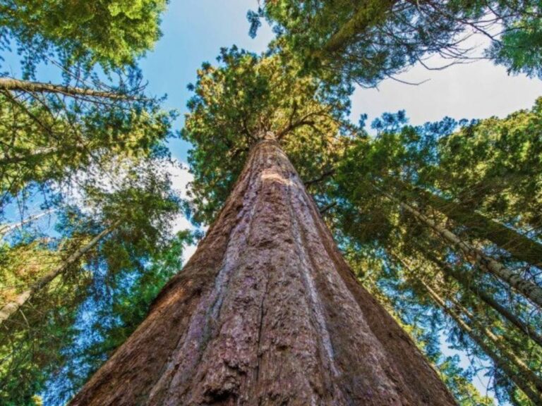 Tierra de Gigantes: Los Árboles Más Altos y Antiguos del Planeta
