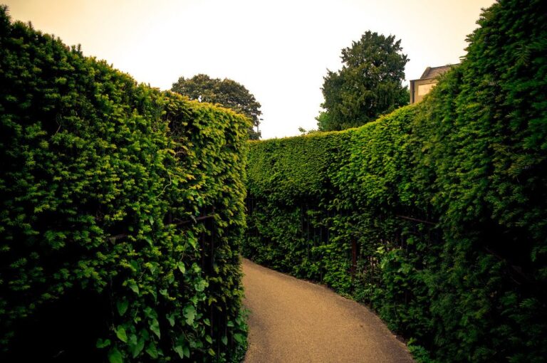 ¿Cuáles son los laberintos de setos que convierten un paseo en un enigma verde?