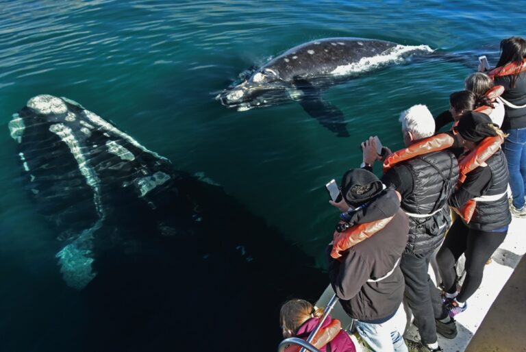 ¿Cuáles son los 5 destinos con los mejores programas de avistamiento de ballenas en temporada del 2026?