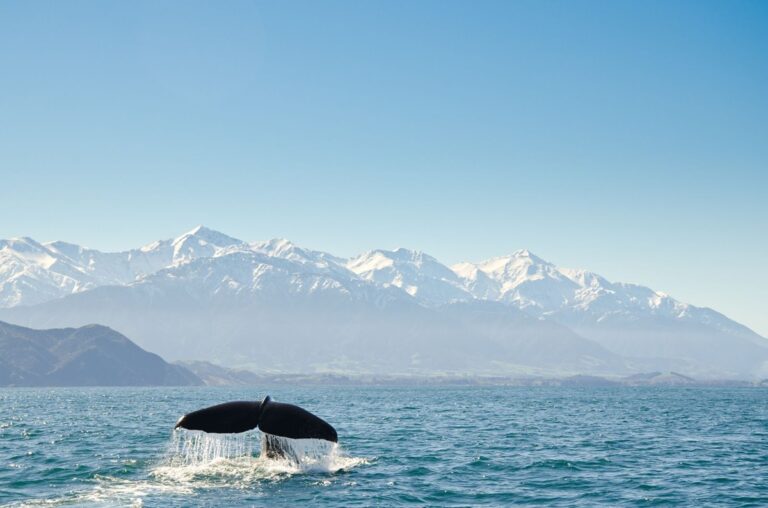 Los 5 destinos donde el avistamiento de ballenas justifica planear un viaje