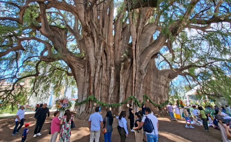 5 árboles milenarios que merecen su propia excursión dentro de cualquier viaje
