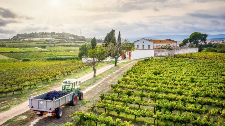 5 destinos donde puedes participar en una vendimia o cosecha real