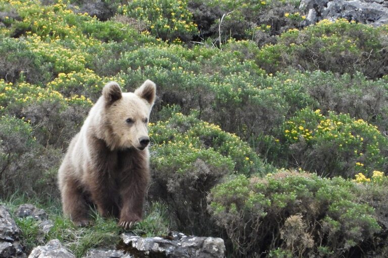 5 lugares donde puedes ver osos en libertad y cómo hacerlo con seguridad